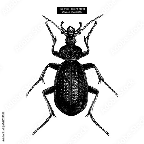 Huge Violet Ground Beetle hand drawn Illustration.   Vintage illustrations of black bug sketch on white background. Vector insects collection