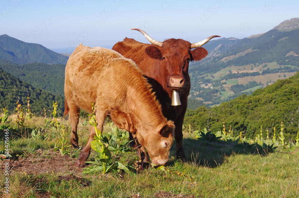 Vache Salers et sa cloche accompagnée de son veau. Ils mangent de la  gentiane, cette plante qui permet au fromage l'appellation Salers. Cantal,  Auvergne, France Stock Photo | Adobe Stock