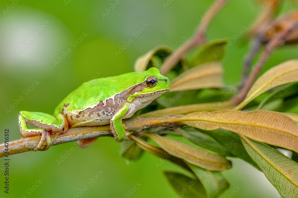 Beautiful Europaean Tree frog Hyla arborea - Stock Image Beautiful Europaean Tree frog Hyla arborea - Stock Image