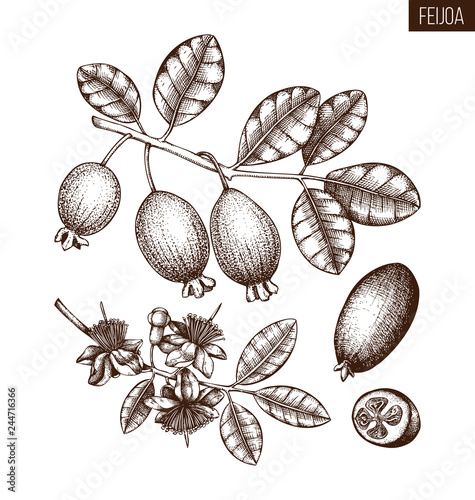 Feijoa hand drawn illustration. Engraved botanical sketch of myrtle plants. Vintage tropical fruit design. Pineapple guava drawing.