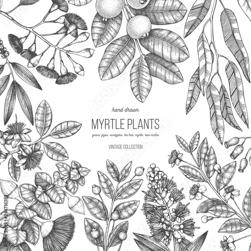 Botanical design with hand drawn mirtles - tea tree, eucalyptus, guava, myrtus, feijoa sketches. Medicinal and aromatic plants frame. Botanical square template.