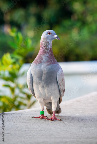 front view of red choco color speed racing pigeon standing on home loft