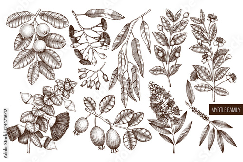 Vector collection of Myrtle family plants illustrations. Hand drawn myrtus, tea tree, guava fruit, eucalyptus, feijoa sketches. Essential oils ingredients for cosmetics and medicine. 