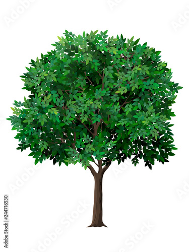 Vector realistic tree with green leaves. Garden fruit tree with a lush crown. Detailed plant. Isolated on white background.