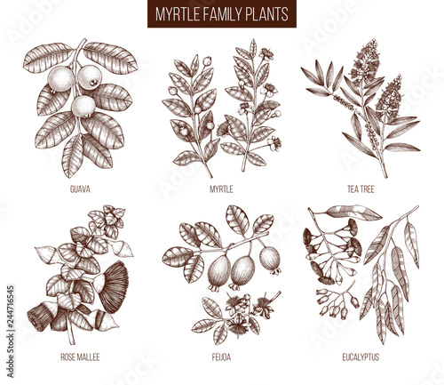 Vintage collection of Myrtle family plants illustrations. Hand drawn myrtus, tea tree, guava fruit, eucalyptus, feijoa sketches. Essential oils ingredients for cosmetics and medicine. Vector drawings. photo