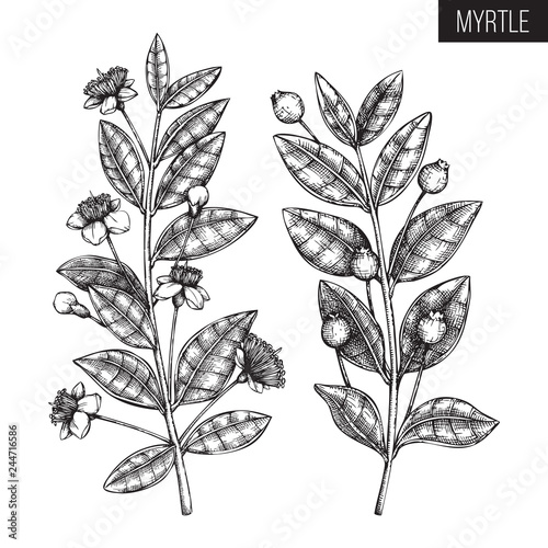 Vintage collection of Hand drawn myrtle tree  sketches. Cosmetics and medicinal plant vector illustration. Botanical drawings with berries, flowers and leaves. photo