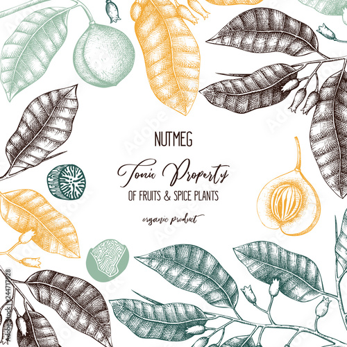 Botanical illustration of nutmeg tree on chalkborad. Vector design with  hand drawn spice plant sketch. Vintage template with aromatic and tonic elements 