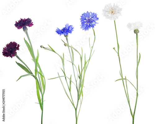  isolated three colors cornflowers