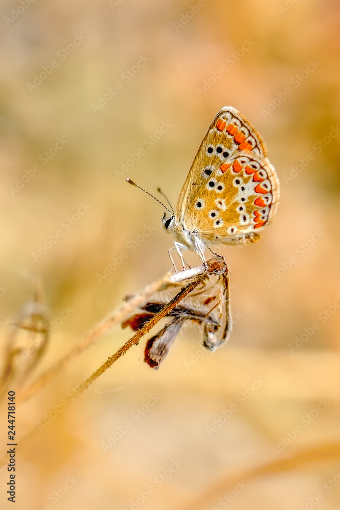 Fototapeta premium Closeup beautiful butterflies sitting on flower