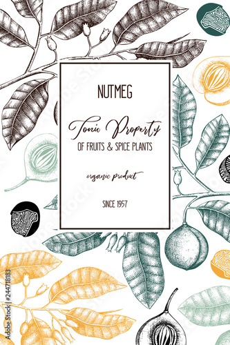 Botanical illustration of nutmeg tree on chalkborad. Vector design with  hand drawn spice plant sketch. Vintage template with aromatic and tonic elements 