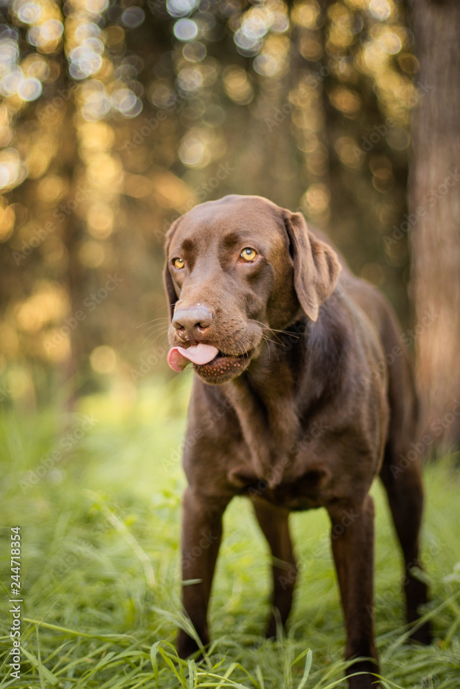 Dog portrait