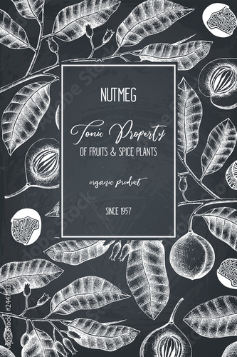 Botanical illustration of nutmeg tree on chalkborad. Vector design with  hand drawn spice plant sketch. Vintage template with aromatic and tonic elements 