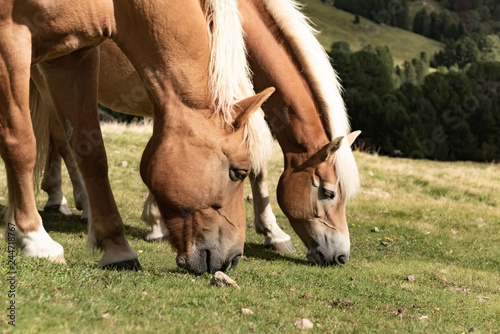 Fototapeta Naklejka Na Ścianę i Meble -  Horse over Dolomite landscape Geisler or Odle mountain Dolomites Group, Val di Funes, tourist region of Italy