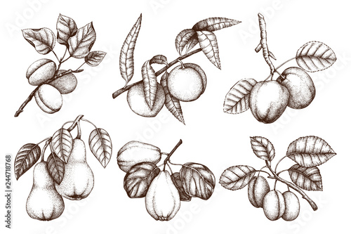 Papier peint Vintage collection of ripe fruits and berries  - apple, pear, plum, peach, apricot trees sketches
