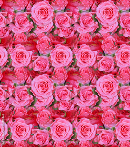 light pink roses seamless background