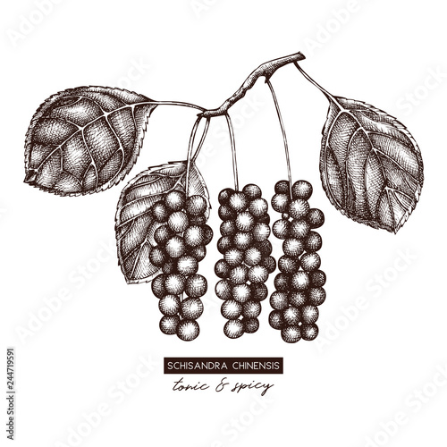 Botanical illustration of Schisandra plant with berries. Vector hand drawn sketch of Chinese magnolia - traditional herbs. Tonic elements collection