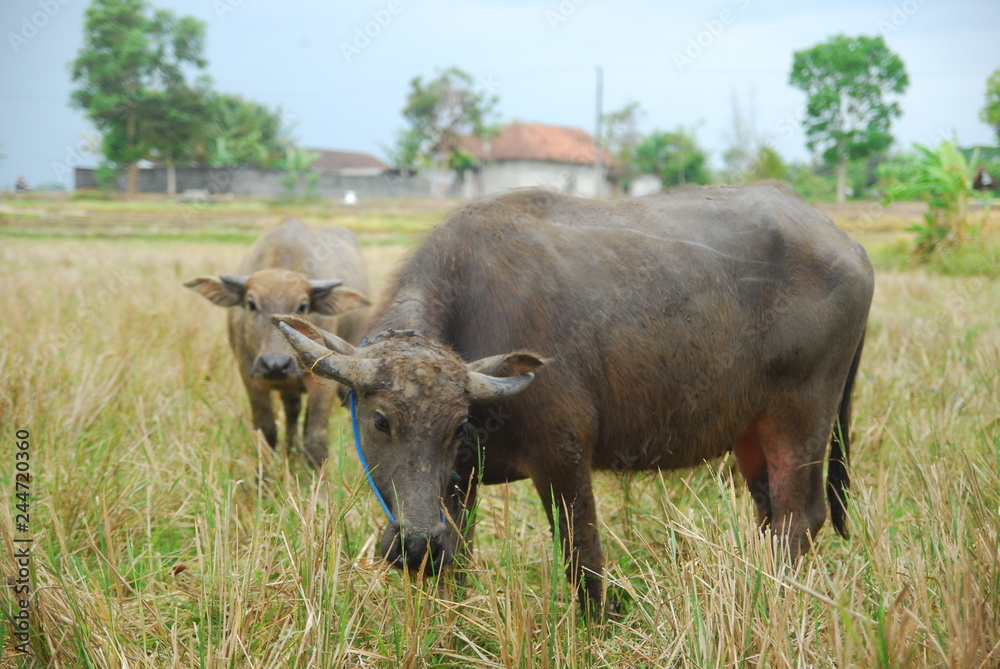 buffaloes look for grass in the fields buffaloes look for grass in the fields
