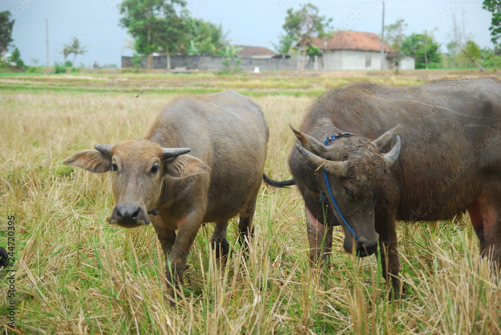 buffaloes look for grass in the fields buffaloes look for grass in the fields