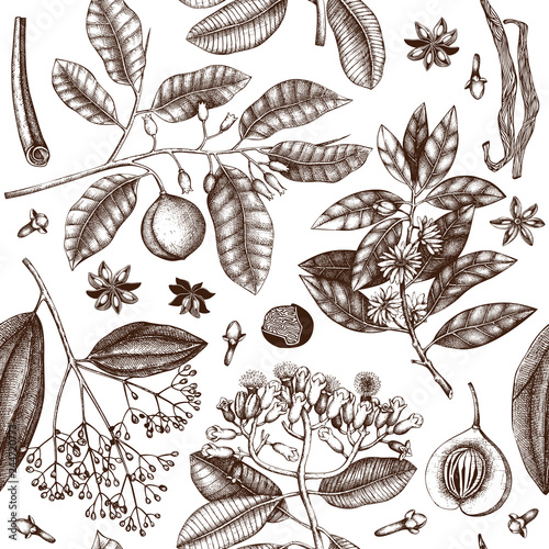 Vector background with tonic and spicy plants. Hand drawn seamless pattern with spices illustrations. Vintage aromatic elements. Sketched flowers, leaves, seeds, fruits, nuts, beans.