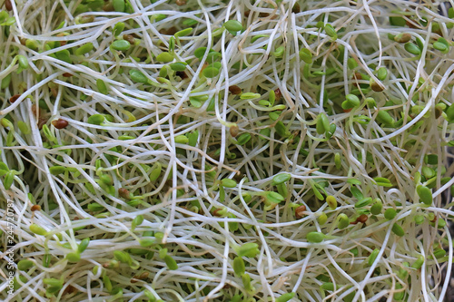 Organic alfalfa sprouts background