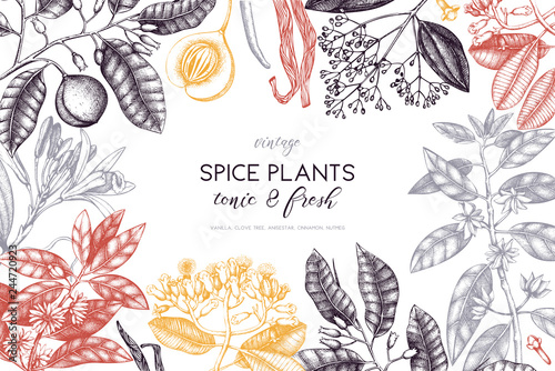Vector card design with hand drawn spices. Decorative background with aromatic and tonic fruits plants sketch. Vintage kitchen template. Food ingredients.