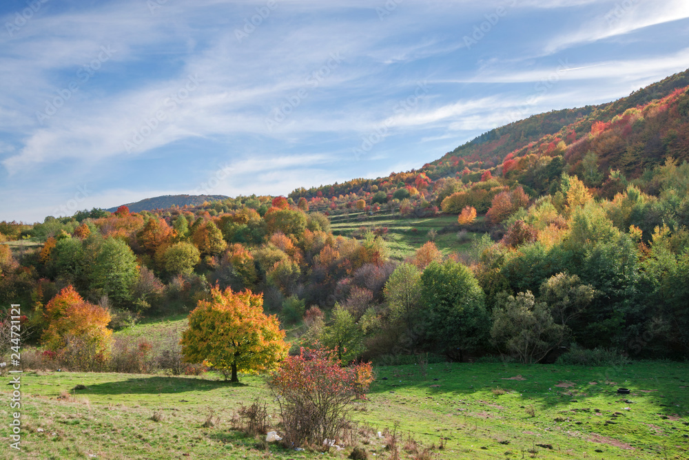 Obraz premium Vibrant colored trees at mountainside in late autumn. Beautiful, colorful nature background. 