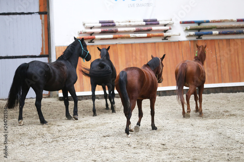 Saddle horses posing for camera in riding hall during training