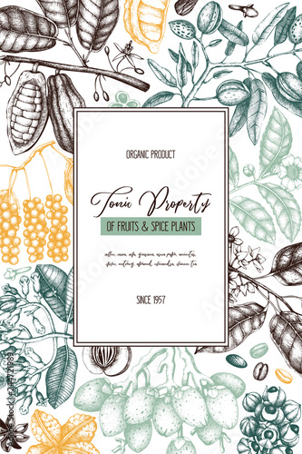 Vector design template with tonic and spicy plants. Hand drawn spices illustrations. Vintage frame with aromatic elements. Perfumery and cosmetics ingredients on chalkboard