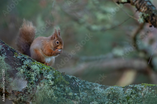 red Squirrels, Sciurus vulgaris, running, jumping and eating nuts on snow and frost covered ground and birch branch during January in Scotland. © Paul