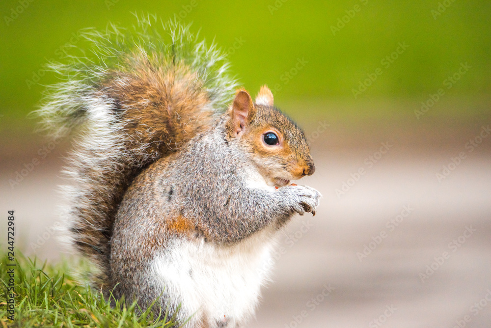 Brown squirrel eating nut closeup fluffy zoom sunny day green grass Brown squirrel eating nut closeup fluffy zoom sunny day green grass
