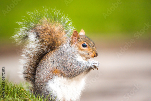 Brown squirrel eating nut closeup fluffy zoom sunny day green grass