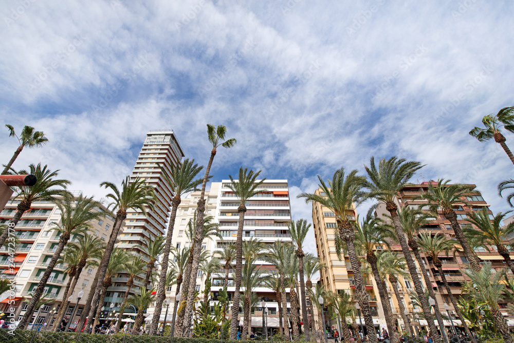 Modern residential block buildings behind traditional local breed of palm trees in the center of Alicante, Spain.  