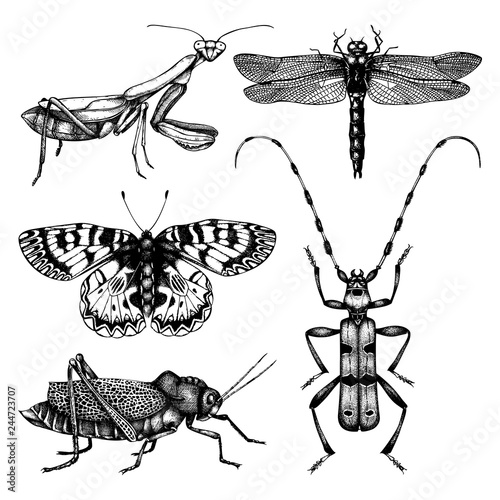 Vector collection of high detailed insects sketches. Hand drawn butterflies, dragonfly, cicada, bumblebee, grasshopper, mantis illustrations on white background. Vintage entomological drawing