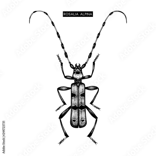 Vector illustration of Rosalia alpina. Hand drawn alpine beetle on white background. Vintage insect drawing.
