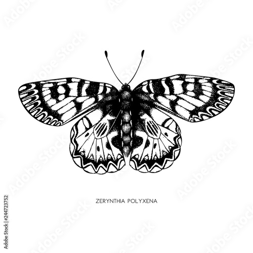 High detailed illustration of Zerynthia polyxena. Hand drawn butterfly sketch. Vintage insect drawing on white background. 