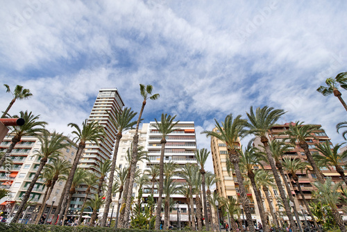 Modern residential block buildings behind traditional local breed of palm trees in the center of Alicante, Spain.   © lainen