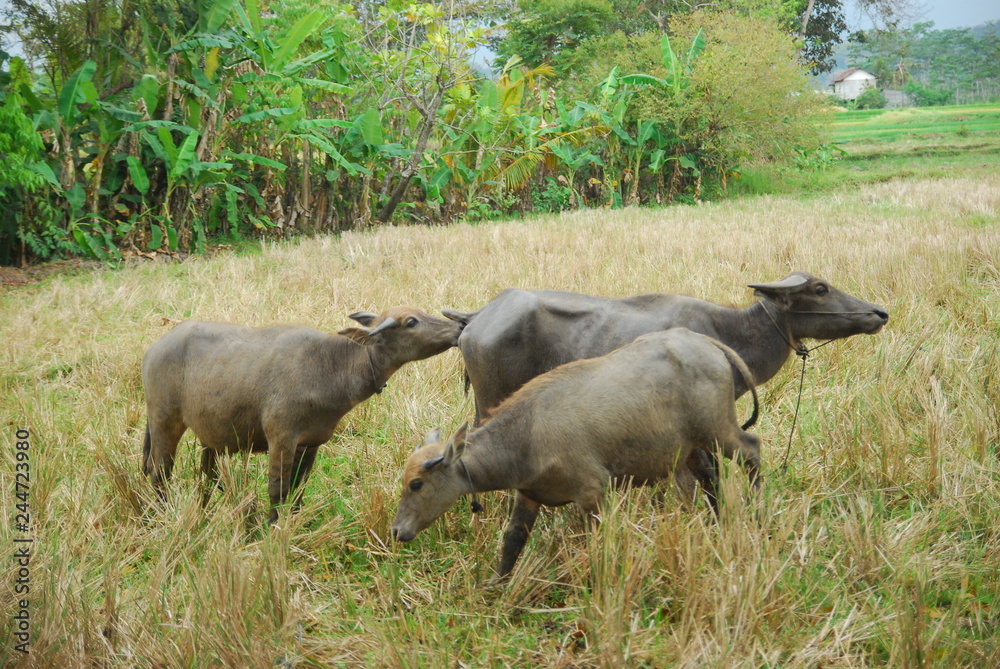 buffaloes look for grass in the fields buffaloes look for grass in the fields