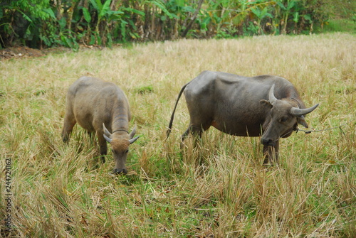 buffaloes look for grass in the fields