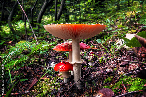 Amanita Muscaria. Red poisonous Fly Agaric mushroom