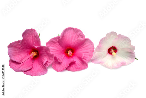 Three multicolored hibiscus flowers isolated on white background. Flat lay  top view. Macro  object