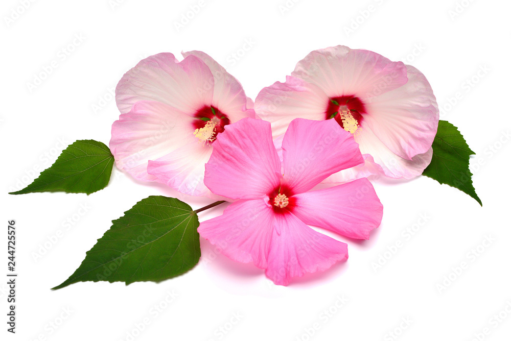 Three pink hibiscus bouquet flower with leaf isolated on white background. Flat lay, top view
