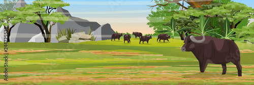 A herd of African black buffalo in the savannah. Arikansky bush. Jungle and mountains. Realistic vector landscape. Nature and animals of Africa