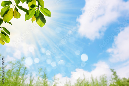 Spring or summer nature background, green leaves against blue sky 