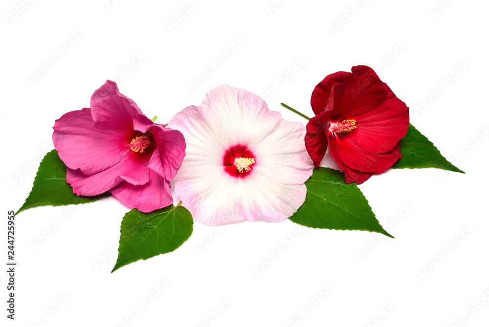 Three pink hibiscus flowers with leaves isolated on white background. Flat lay, top view. Macro, object Three pink hibiscus flowers with leaves isolated on white background. Flat lay, top view. Macro, object