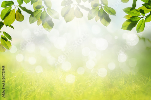 Spring nature background with green tree leaves frame