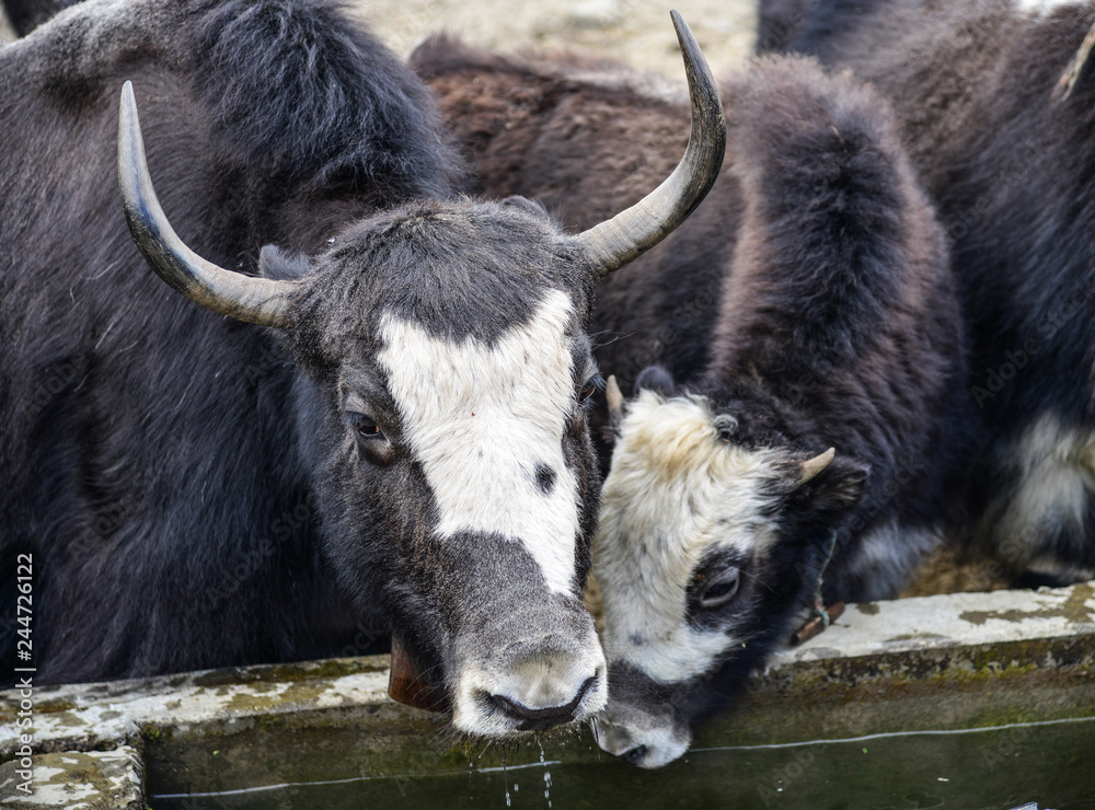 Fototapeta premium Yak cow on mountain of Annapurna, Nepal