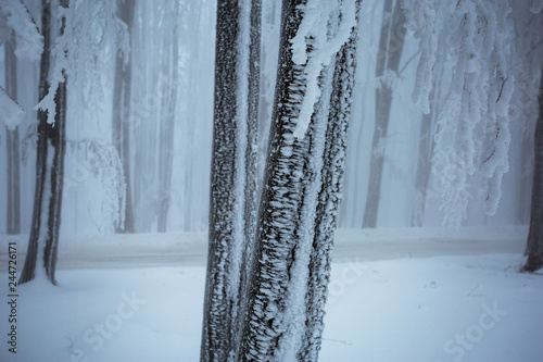 Snow covered woods,frozen t...