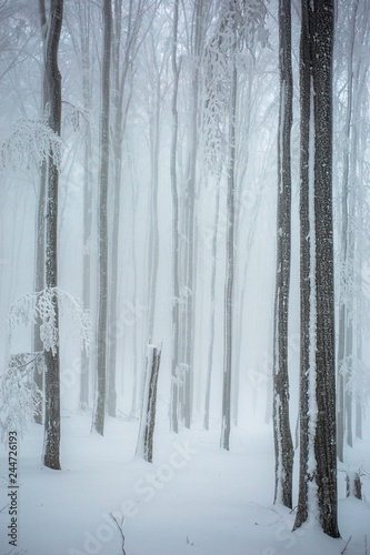 Snow covered forest