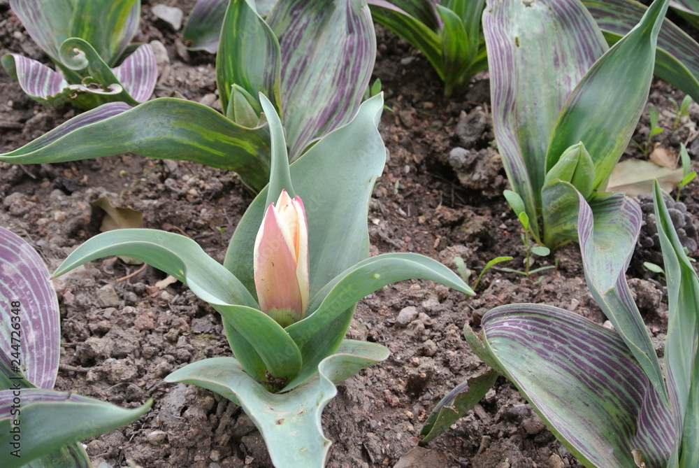 Fototapeta premium Multi-colored garden tulips close-up