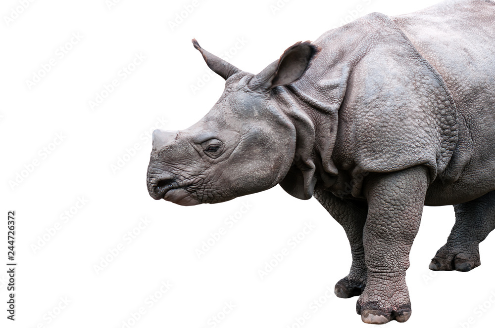 Fototapeta premium mature rhinoceros on white